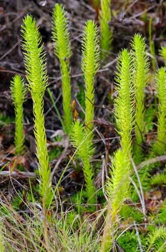 Sumpfbärlapp - Lycopodiella inundata