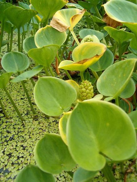 39+ Calla Nährstoffbedarf Teich, Der teichboden und das wasser