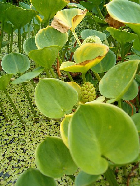 Die Sumpfcalla Calla palustris Gartenteich Ratgeber