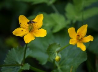 Blüte der Sumpfdotterblume