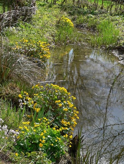 Sumpfdotterblume