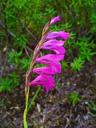 Sumpfgladiole - Gladiolus palustris