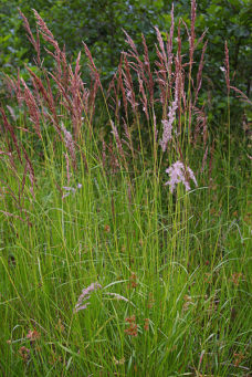 Gräser am Gartenteich Gartenteich Ratgeber