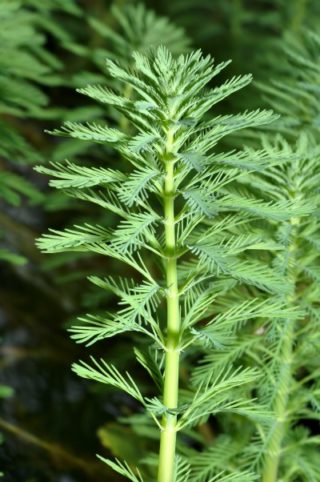 Das Brasilianische Tausendblatt - Myriophyllum brasiliense