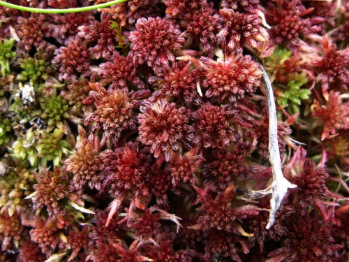 Torfmoos - Sphagnum spec