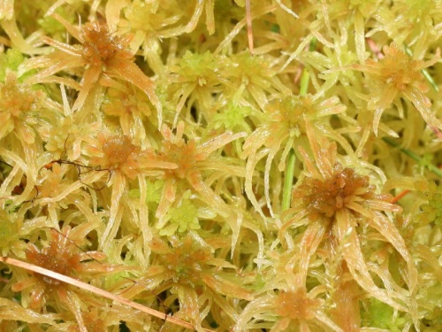 Das Schmalblättrige Torfmoos Sphagnum angustifolium