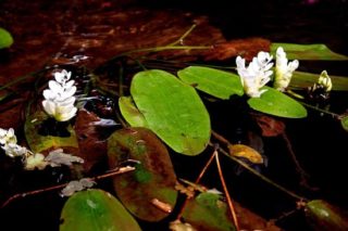 Die Zweiährige Wasserähre - Aponogeton distachyos