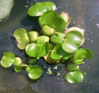 Die Wasserhyazinthe - Eichhornia crassipes