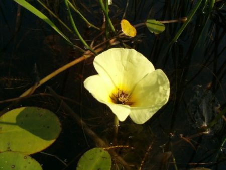 Der seerosenähnliche Wassermohn - Hydrocleys nymphoides