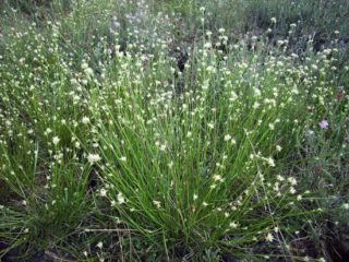 Weiße Schnabelried - Rhynchospora alba