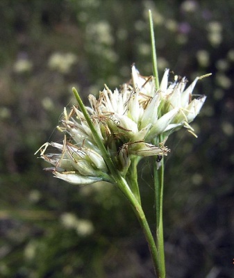 Blütenstand des Weißen Schnabelrieds
