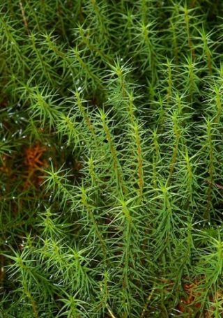 Widertonmoos - Polytrichum commune