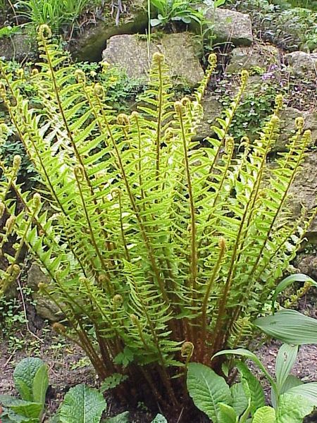 Wurmfarn - Dryopteris filix-mas