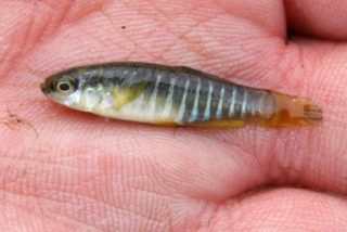 Männchen des Zebrakärpflings Aphanius fasciatus