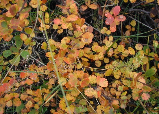 Zwergbirke - Betula nana