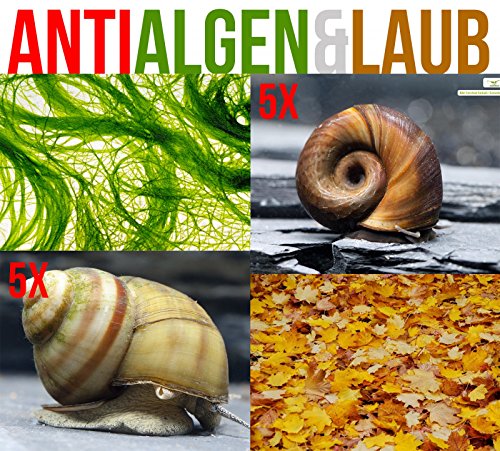 Die Teichnapfschnecke Acroloxus lacustris Gartenteich Ratgeber