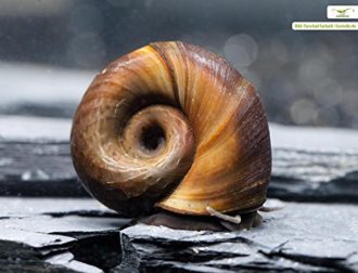 Die Gemeine Tellerschnecke Planorbis planorbis Gartenteich Ratgeber