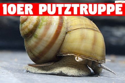 Schnecken und Muscheln im Gartenteich Überblick und Arten
