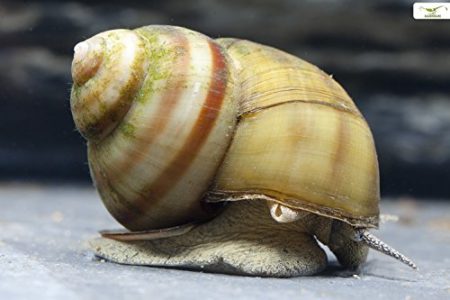 Schnecken und Muscheln im Gartenteich Überblick und Arten