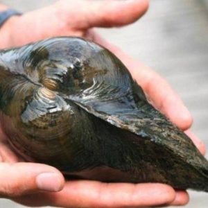 Die Große Teichmuschel Anodonta cygnea Gartenteich Ratgeber