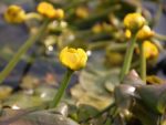 Gartenteich im Schatten Fische und spezielle Pflanzen fühlen sich wohl
