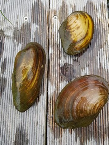 Muscheln Übersicht Gartenteich Ratgeber