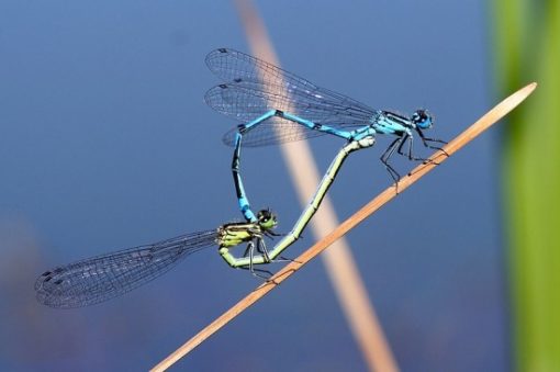 Libellen am Gartenteich Überblick und Arten Gartenteich Ratgeber