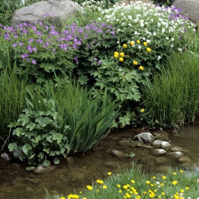 Den Bachlauf als Filter für den Teich nutzen Gartenteich Ratgeber