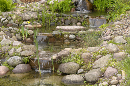 3 Pflanzen Teichpflanzen Schwertlilien Wasserlilien Teich Bachlauf Garten 