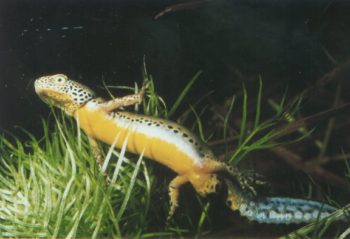 Einen Molchteich anlegen Gartenteich Ratgeber