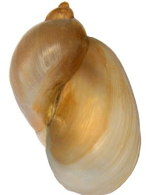 Schnecken und Muscheln im Gartenteich Überblick und Arten