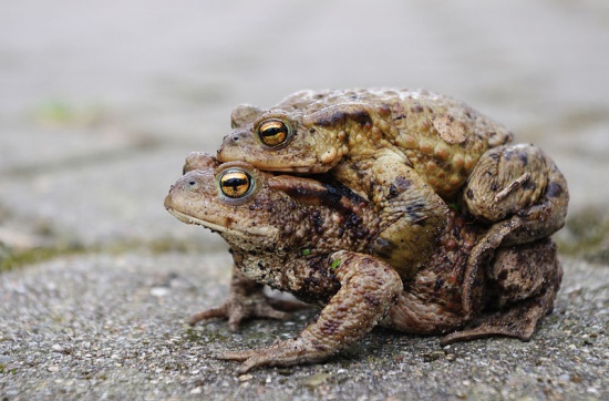 Die Erdkröte Bufo bufo Gartenteich Ratgeber