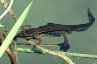 Wasserform des Fadenmolch-Männchens