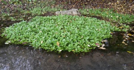 Pflanzen im Filterteich