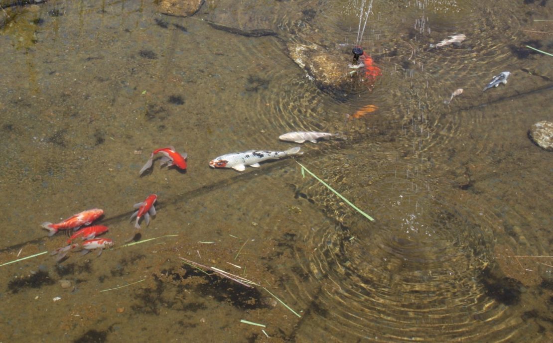 Wieviele Fische im Gartenteich