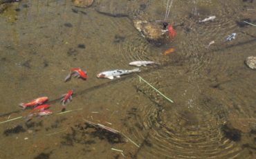 Wie viele Teichfische welcher Art verträgt der Gartenteich?