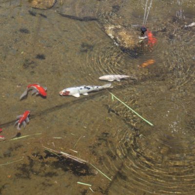 Fragen rund um Teichfische Gartenteich Ratgeber