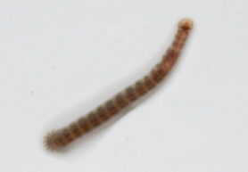 Der Schlammr hrenwurm Tubificidae Gartenteich Ratgeber der-schlammr-hrenwurm-tubificidae-gartenteich-ratgeber