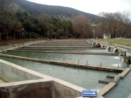 Fischteich Den optimalen Teich für Fische bauen => So gehts!