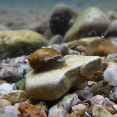 Schnecken und Muscheln im Gartenteich Überblick und Arten