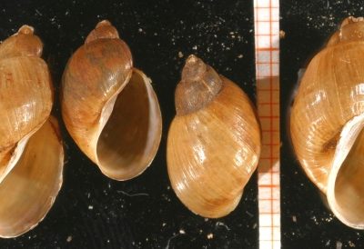 Schnecken und Muscheln im Gartenteich Überblick und Arten
