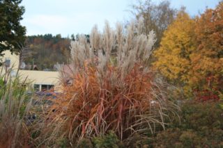 Gräser in herbstlichen Farben