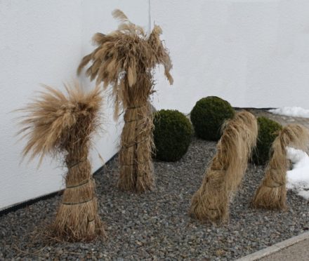 Gräser und Binsen richtig überwintern Gartenteich Ratgeber