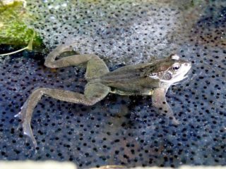 Männlicher Grasfrosch inmitten von Froschlaich