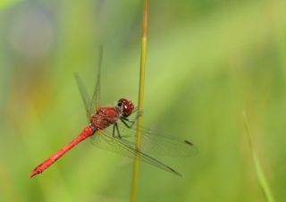 Männchen der Blutroten Heidelibelle Sympetrum sanguineum