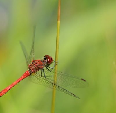Libellen am Gartenteich Überblick und Arten Gartenteich Ratgeber