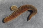 Der Schlammr hrenwurm Tubificidae Gartenteich Ratgeber der-schlammr-hrenwurm-tubificidae-gartenteich-ratgeber