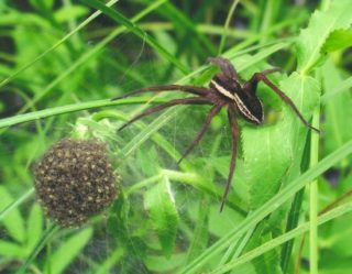 Gerandete Jagdspinne mit ihren Jungen