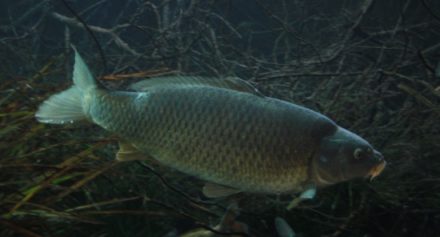 Karpfenteich anlegen ⇒ Größe, Filterung und Bepflanzung