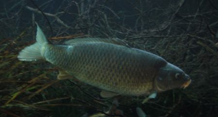 Unterwasseraufnahme Karpfenteich